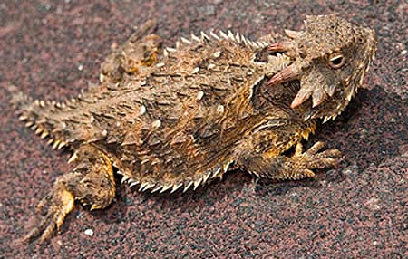 Horned Lizards - Specialized in Spiky Defenses | Animal Pictures and ...