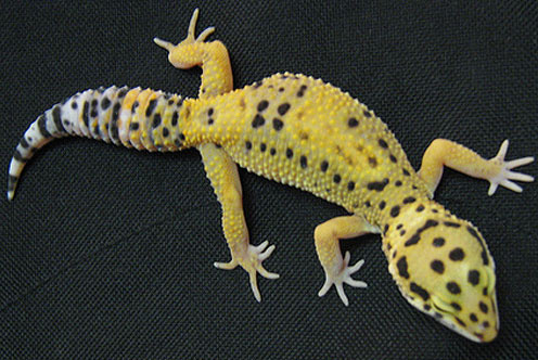 Leopard Gecko - Bright Spotted Desert Lizard | Animal Pictures and ...