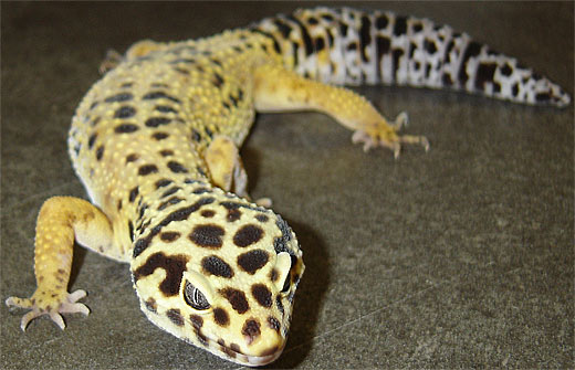 spotted lizard pet