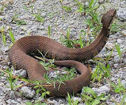 Water Moccasin – Cottonmouth, Aquatic US Viper | Animal Pictures and ...