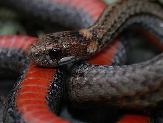 Red-Bellied Snake | Animal Pictures and Facts | FactZoo.com