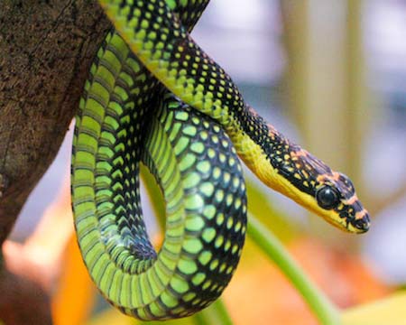 Flying Snakes - Sky Diving Reptiles | Animal Pictures And Facts ...