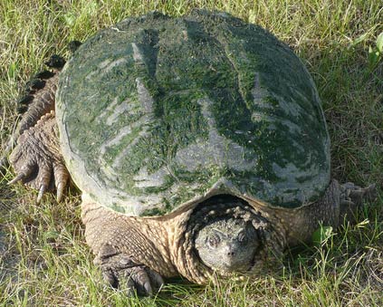 Snapping Turtle – Aggressive Biter | Animal Pictures and Facts ...