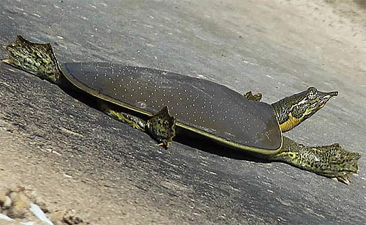 Spiny Softshell Turtle - Long-lived Taper Nose | Animal Pictures and ...