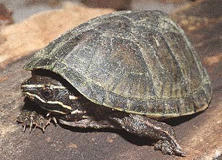 Stinkpot - Little Turtle with a Big Stench | Animal Pictures and Facts ...