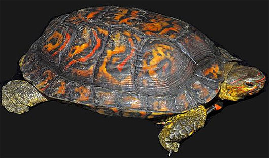 Turtles - The Reptiles with Big Shells | Animal Pictures and Facts ...