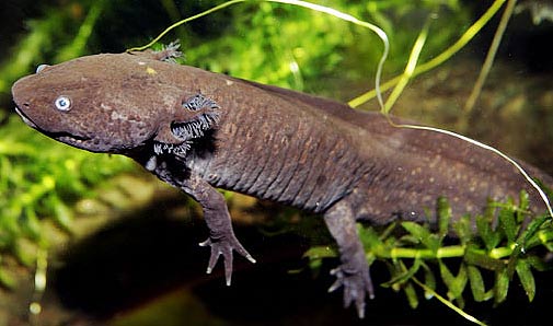 dark axolotl