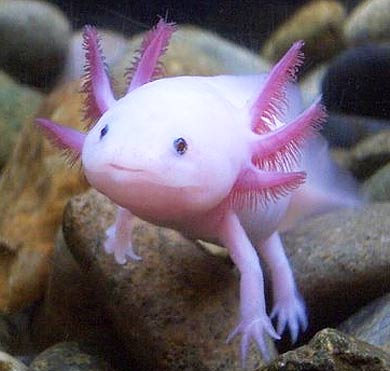 white friendly axolotl