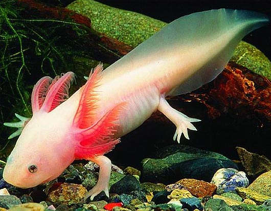 pretty axolotl