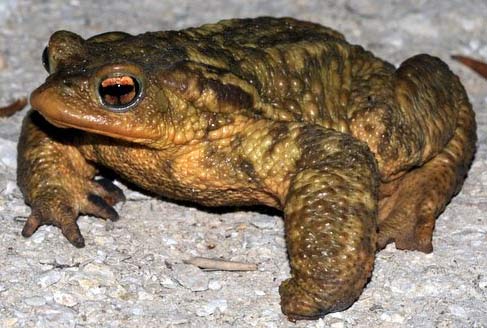 bufo bufo toad