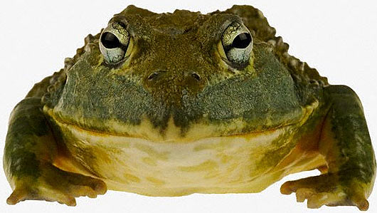 bullfrog head