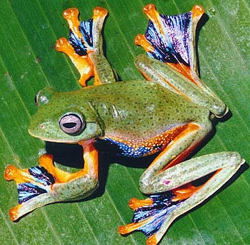 javan gliding frog