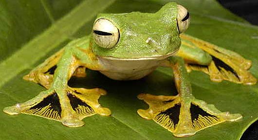 wallace flying frog