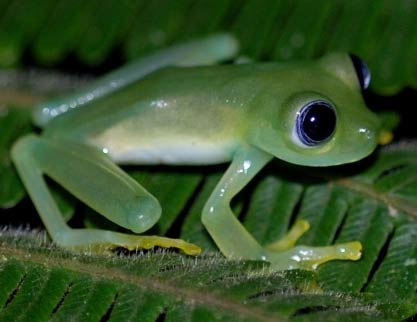 big eyes glass frog