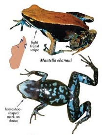 poison frog