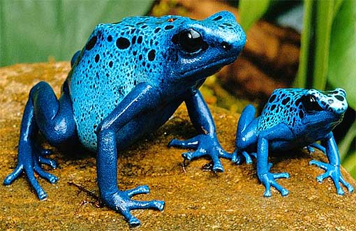 Poison Dart Frogs - The Most Poisonous of All Animals 