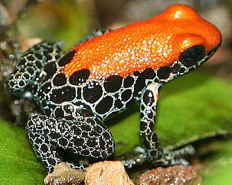 Poison Dart Frogs - The Most Poisonous of All Animals 