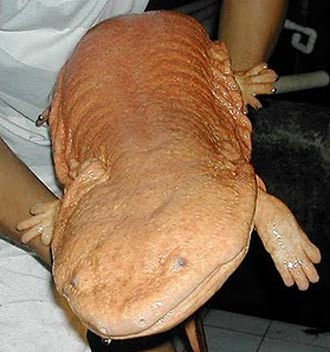 orange-pink colored giant