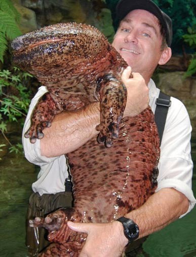 worlds largest amphibian