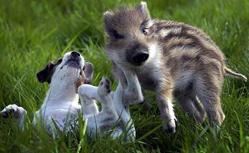 boar with jack russell