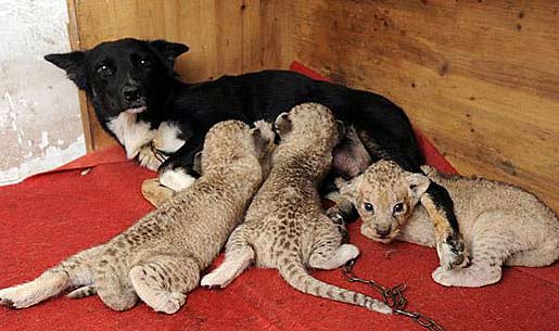 dog lion cubs