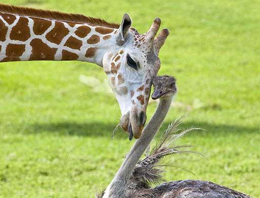 giraffe ostrich
