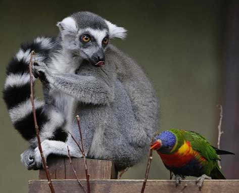 lemur and bird