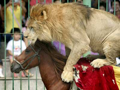 lion circus horse