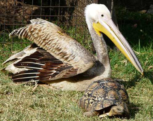 pelican tortoise