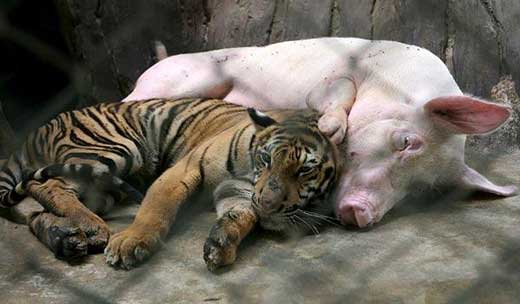 tiger and pig