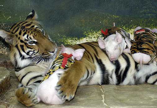 tiger and the pig