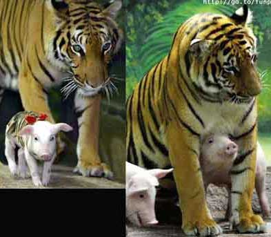 tigers and pigs