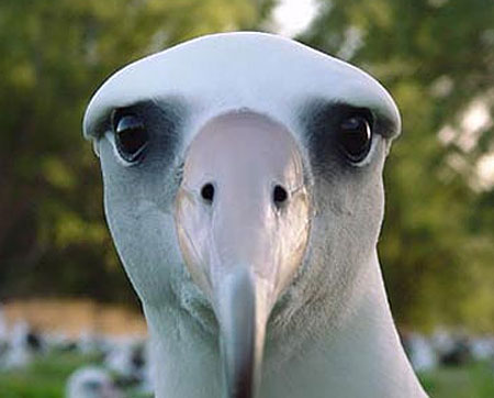 albatross face close up
