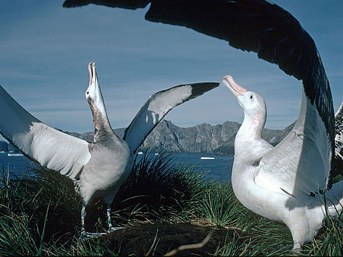 albatrosses flapping wings