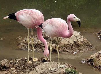 andean flamingos