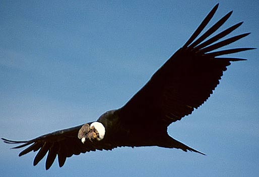 condor wingspan