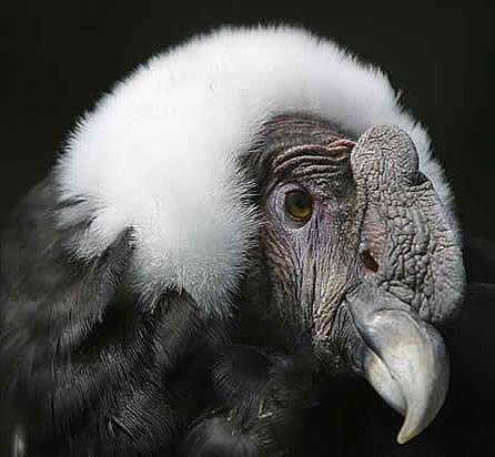 close up condor