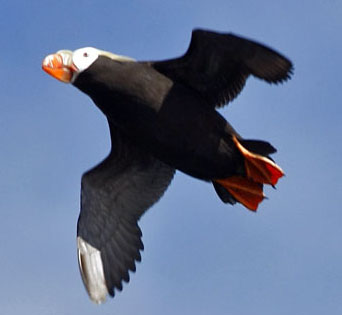 flying puffin