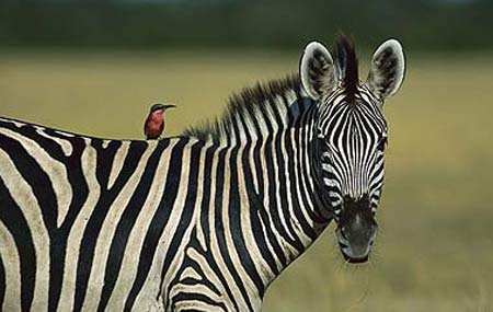 ridin zebra