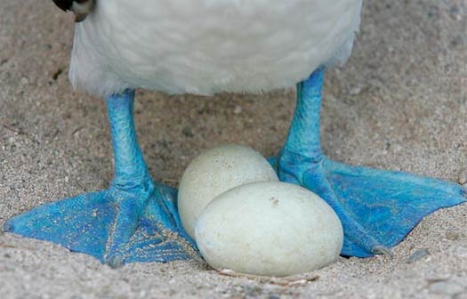 eggs blue feet