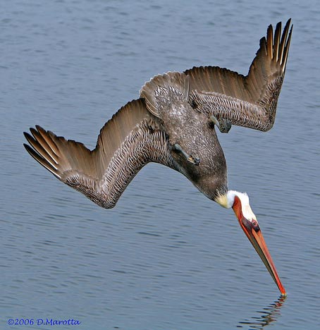 diving pelican