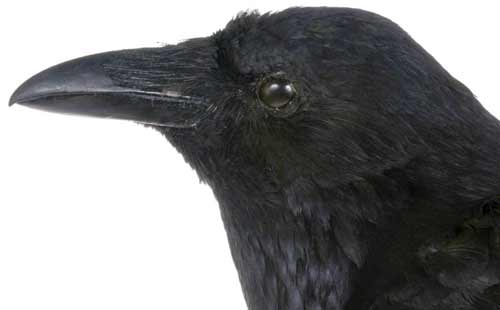 crow head