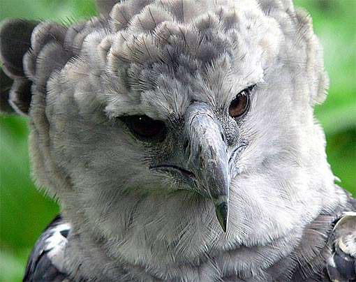 harpy eagle close up