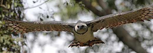 harpy eagle sky