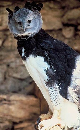 harpy eagle tuft feathers