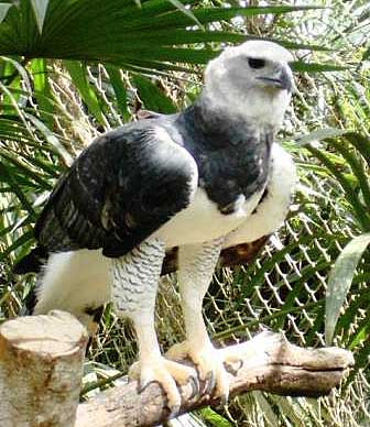 harpy eagle zoo