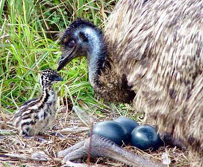 emu chick and eggs