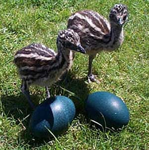 emu chicks blue eggs