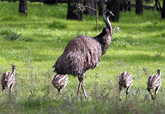 emu with young