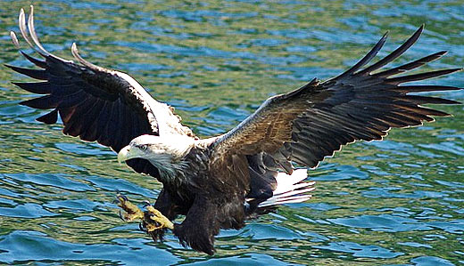 scotland sea eagle bird of prey